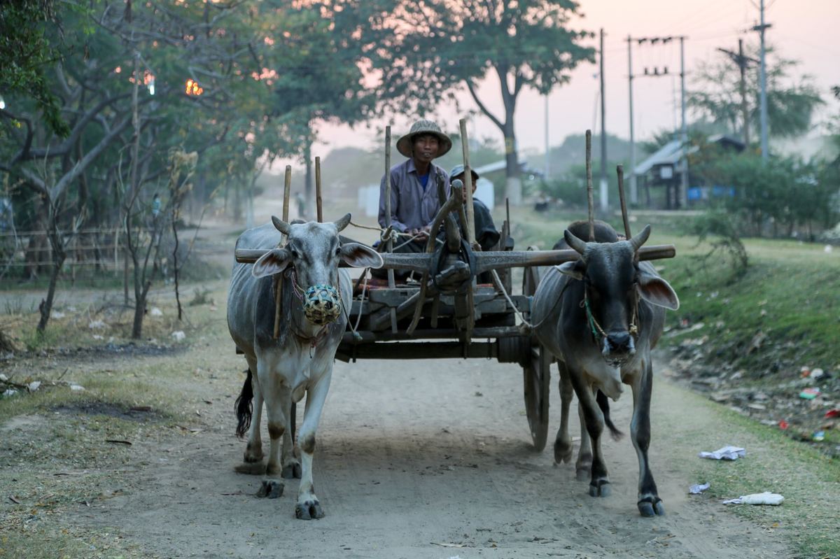 Ox cart at dusk in Burma